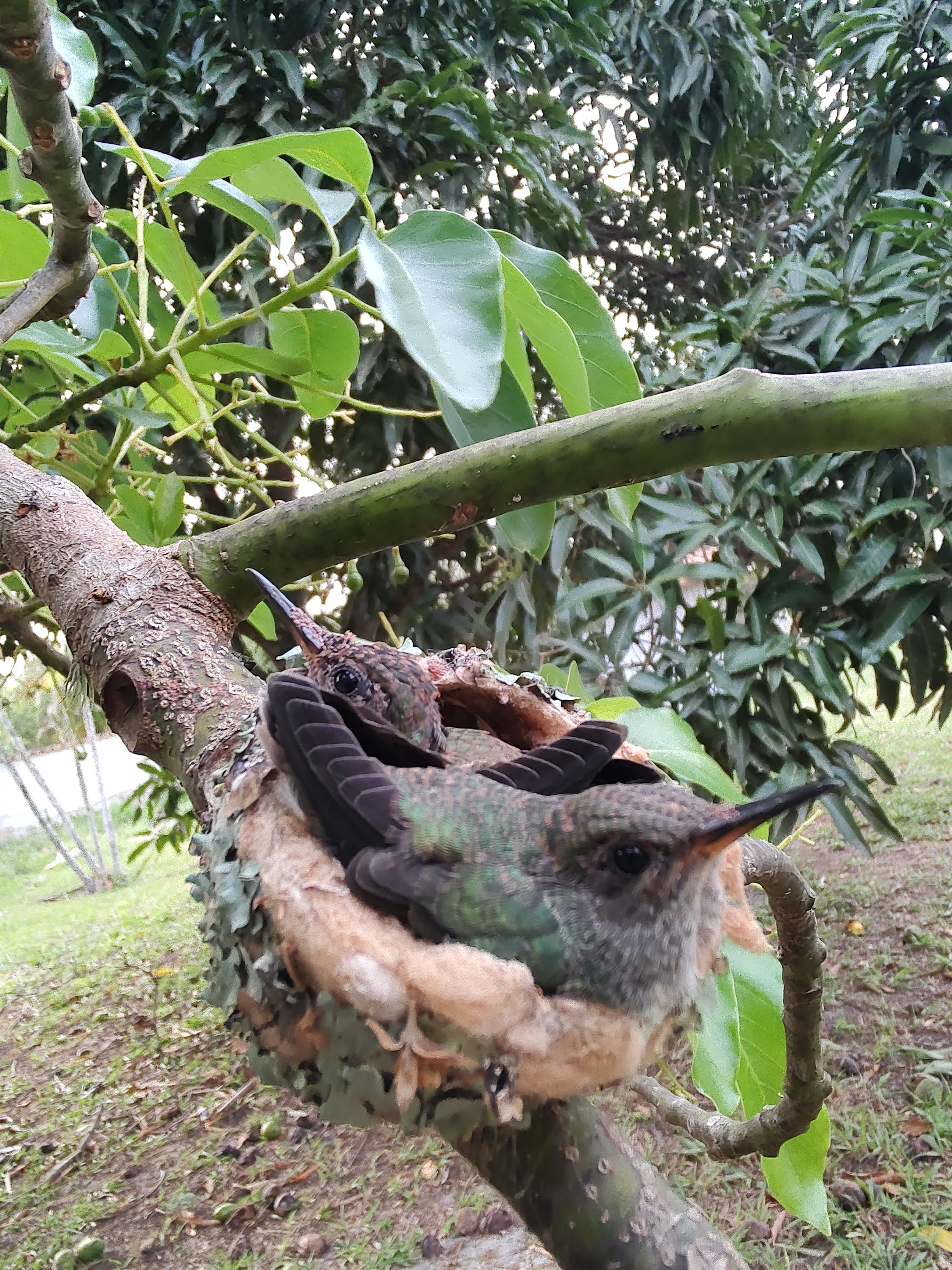 Foto de Residencial Bacelar na galeria da Bacelar Temporada